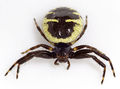 Synaema-globosum Ungarn-Buekk 09-05 01.jpg