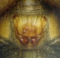 Epigyne