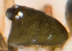 Dipoena melanogaster