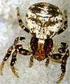 dorsal