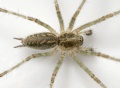 Allagelena-gracilens Weimar 09-08 04.jpg