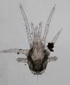 Homeomorphe Larve einer Mesostigmata.