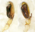 Pedipalpus