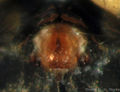 Epigyne