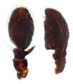 Pedipalpus