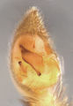 Pedipalpus ventral (rechts)