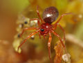 Gonatium rubens female A5975 PL0932.JPG