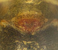 Epigyne