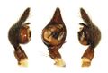 Pedipalpus