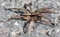 Alopecosa taeniata m la aufWeg Steinbachtal 822m üNN Johanngeorgenstadt 16Mai15 HNier.JPG