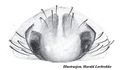 Epigyne