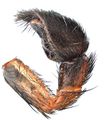 Pedipalpus