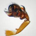 Pedipalpus