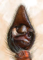 Pedipalpus