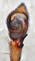 linker Pedipalpus