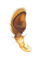 Pedipalpus ventrolateral
