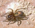 Amaurobius fenestralis mit frisch geschlüpften Jungen