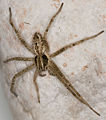 Thanatus vulgaris Fam. Philodromidae