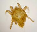 Astigmata c.jpg