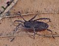 Trogulus sp-020411-moelln-(600px).jpg