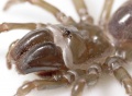 Prosoma und Chelizeren