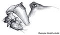 Pedipalpus lateral