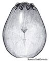 Prosoma