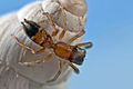 017484-1-myrmarachne helwig.jpg