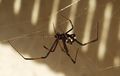 Lothar Latrodectus 2.JPG