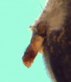 Epugyne lateral