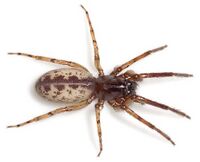 Senoculata Dammbachsgrund 07-12 01.jpg