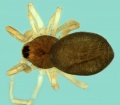 20180210135327-47820601-me Metopobactrus falcifrons female.jpg
