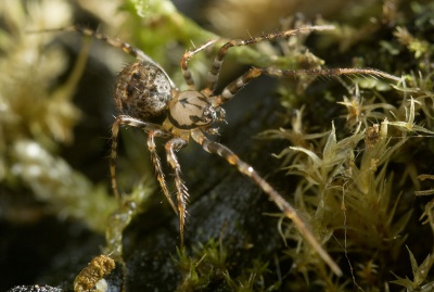 Ero-furcata MuenchenT 10-03 03.jpg