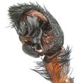 Pedipalpus