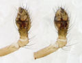 Pedipalpus