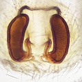 Vulva dorsal