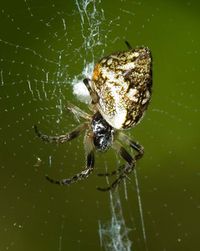 Cyclosa conica W 7-1050.jpg