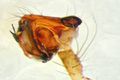 linker Pedipalpus lateral