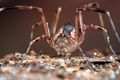 Lacinius ephippiatus (8).JPG