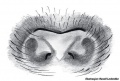 Epigyne