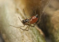 Ostearius melanopygius female A6980 PS4000.jpg