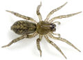 Jungtier, ca. 5 mm