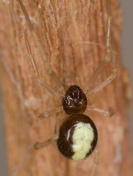 Datei:Neottiura bimaculata 7-6872.jpg