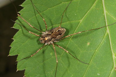 Platybunus bucephalus f.JPG
