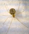 Rugathodes instabilis 2 1024.jpg