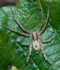 Anyphaena accentuata W 8-02283.jpg