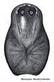 Prosoma