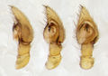 Pedipalpus