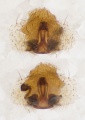 Epigyne (oben) und Vulva (unten)