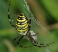 Argiope bruennichi female PC0098.JPG